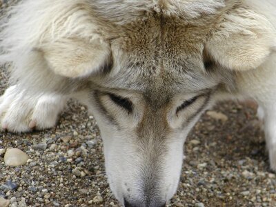 Yukon canada animal