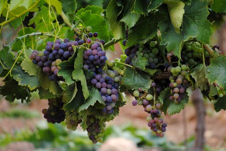 Agriculture grape grapevine photo