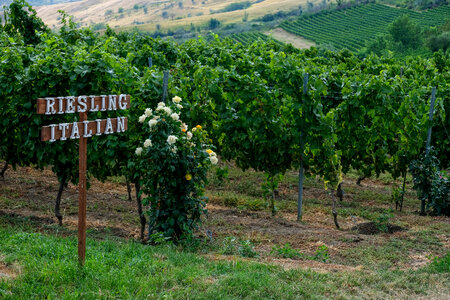 Italian Riesling Batch at the Winery photo