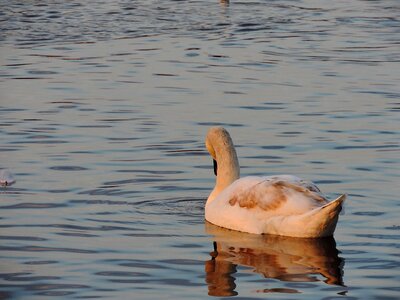 Sunset swan wildlife photo