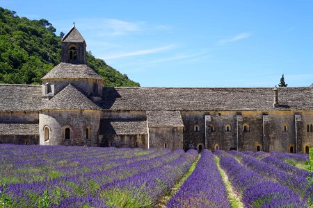 Ancient architecture beautiful flowers