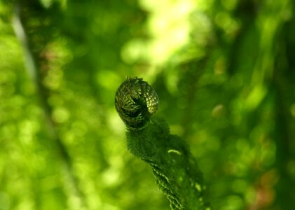 Plant leaf bud photo