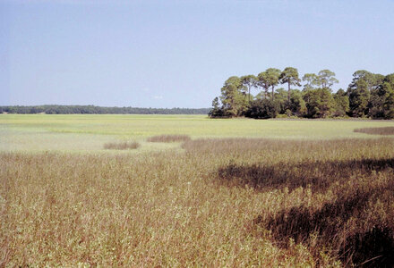 Grassland forest photo