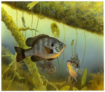 Lepomis Macrochirus  