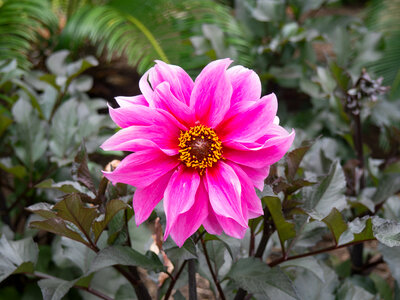 Pink and Yellow Flower photo
