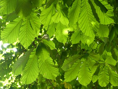 Chestnut buckeye ordinary rosskastanie photo