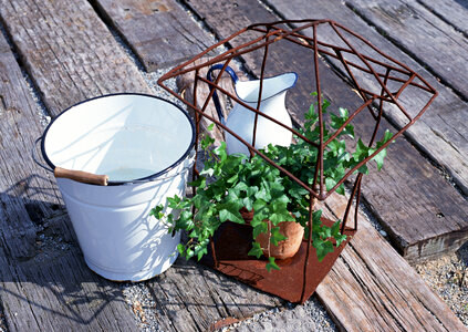 Green ivy in flowerpot photo