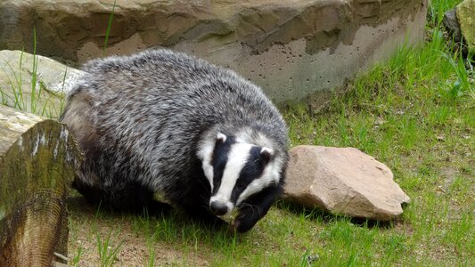 Animal forest mammal
