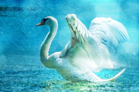 Water rain elegant