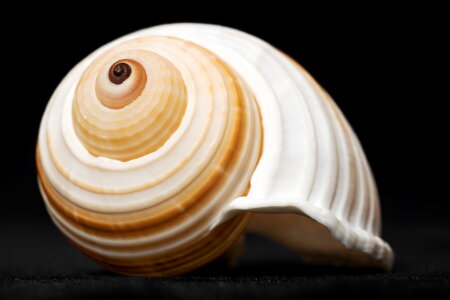 Seashell photo