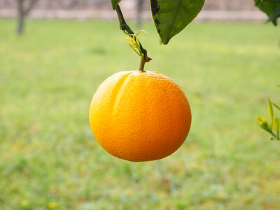Agriculture biology citrus