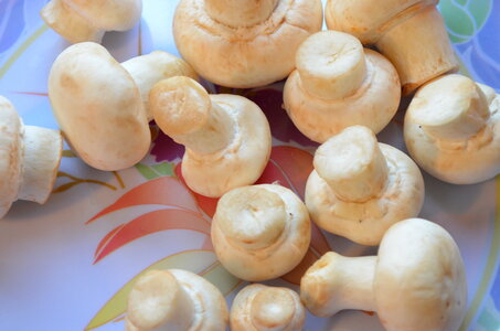 Food Mushrooms