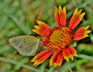 Animal arthropod beautiful