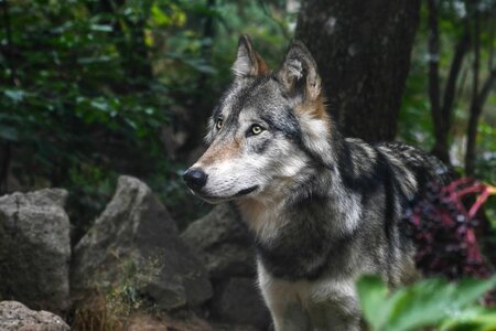 Animal canine carnivore