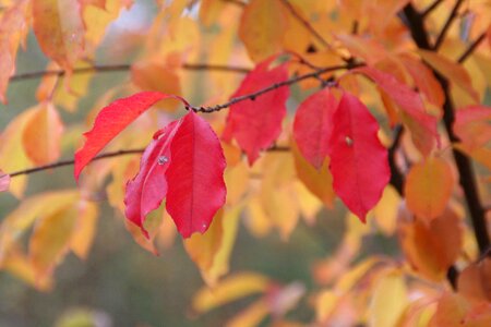 Leaves in the autumn colorful red