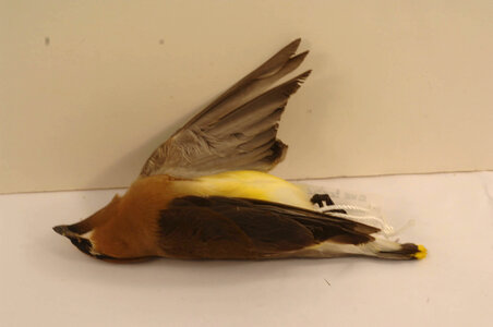 Bombycilla cedrorum-2