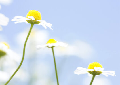 Summer field with white daisies on blue sky. photo