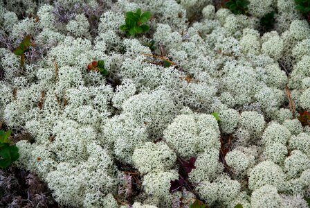 Finland lichens foams