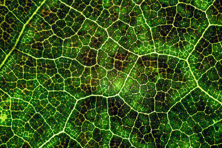 Green Leaf Macro Close Up Foliage Details photo