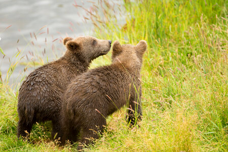 Kodiak brown bear cubs-1