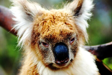 Wild great ocean road animal