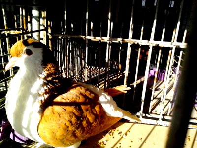 Bird dove oriental