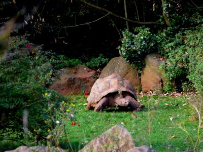 Wild tortoise giant