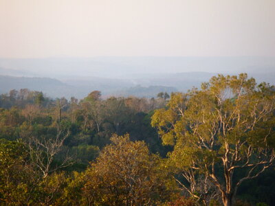 Sea Forest