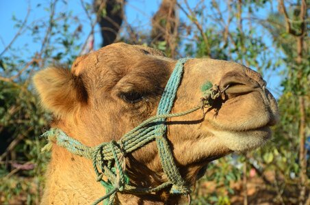 Desert sand africa photo