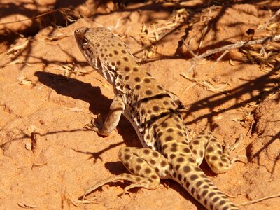Desert fauna creature