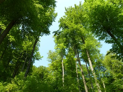 Trees book summer