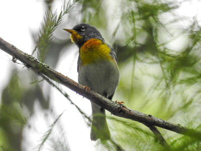 Northern Parula photo