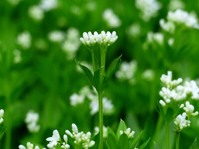 White leaf stalk photo