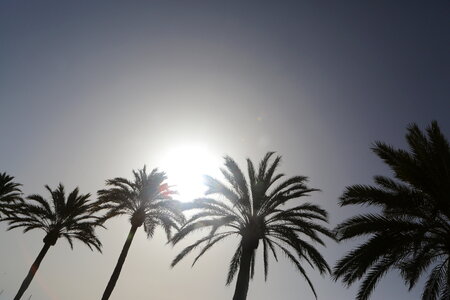 Palm Trees and Sun photo