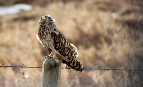 Short-eared Owl-1