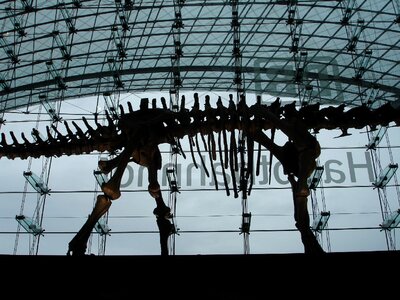 Dinosaur dinosaur skeleton skeleton