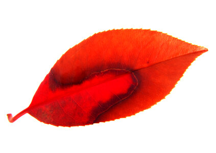 red leaf on white background photo