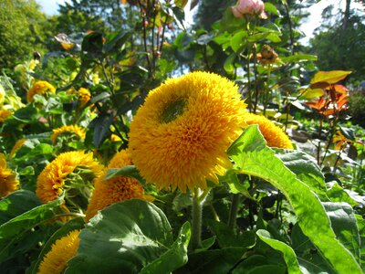 Garden flowers colors