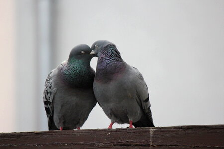 Cuddling pigeons