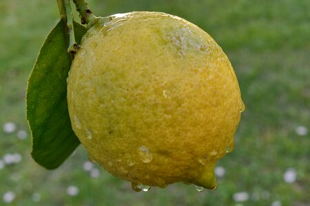 Citrus yellow fresh