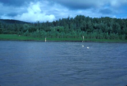 Fishery people phylum