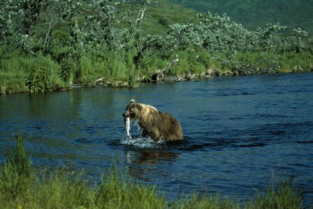 Bear brown brown bear