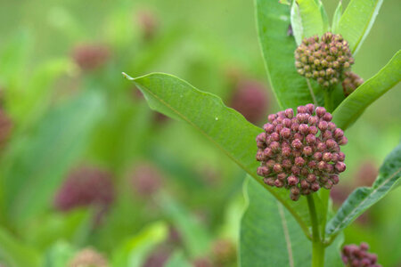 Common Milkweed-3 photo