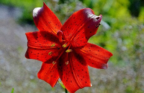 Fulva flora red