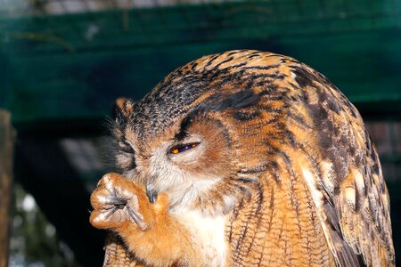 Animal bird eye