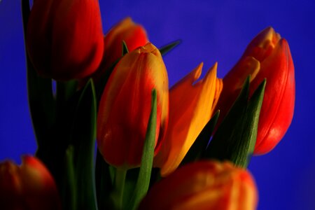 Nature spring blossom