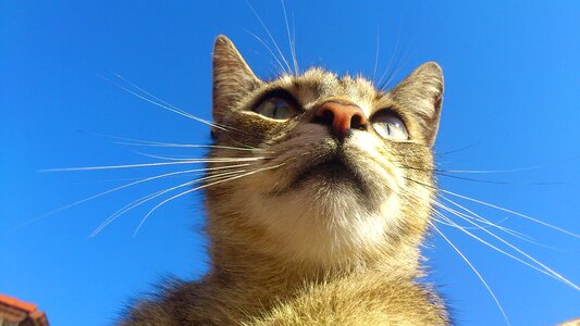 Cat felines predator