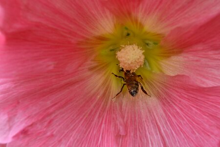 Bee nectar pollen photo
