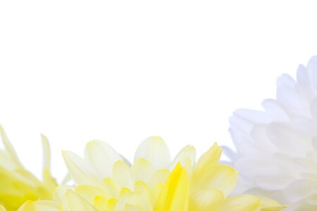 Bright decorative floral