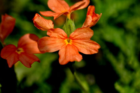 Orange Flower photo